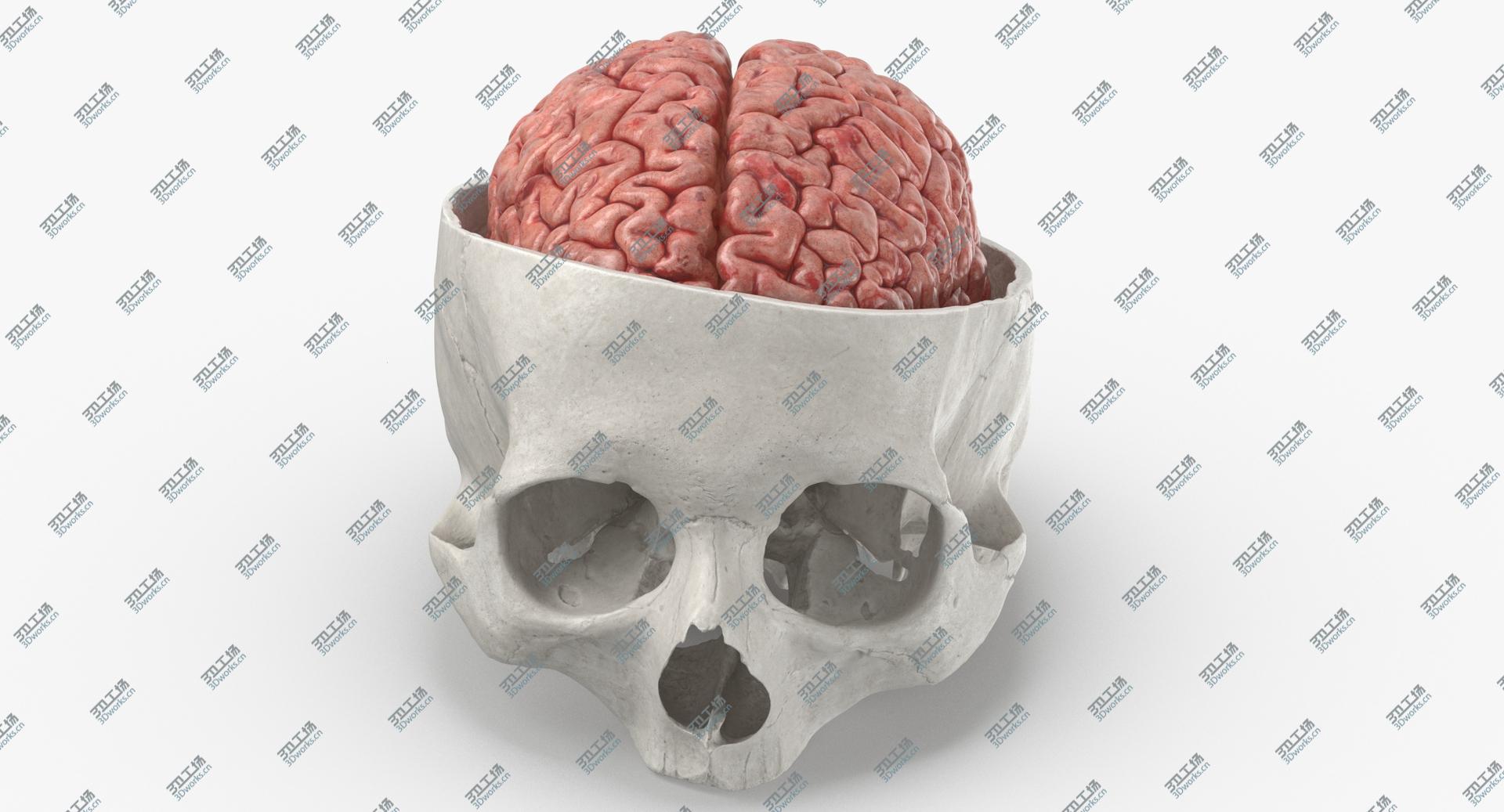 images/goods_img/202104021/3D Real Human Skull Cranial 02 Cut White With Brain Inside model/4.jpg